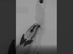 シリコーンの密封剤